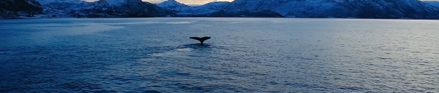 Valstjärt fotograferad i den blå timmen